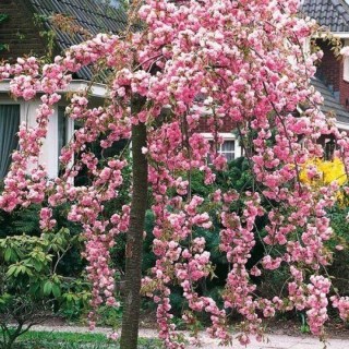 sakura-mindal-zhelezkonosniy-kiku-shidae-2