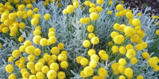 santolina_chamaecyparissus-800x445-1-800x400