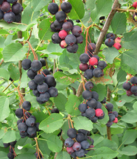 saskatooncanada-or-bishmula-amelanchier