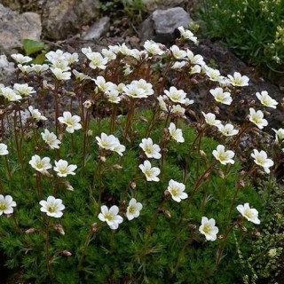 saxifraga-arendsii-02