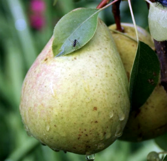 sazhency-grusha-tsarskaya