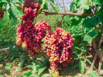 sazhency-vinograda-kishmish-veles-photo-b238