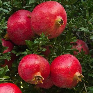 sazhentsy-granata-gringo-01