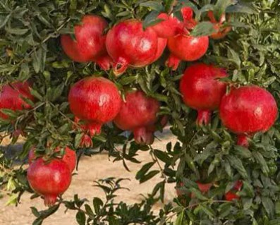 Гранат Грінго (Gringo) [1-річний з відкритим коренем]