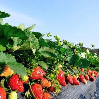 sazhentsy-klubniki-rassada