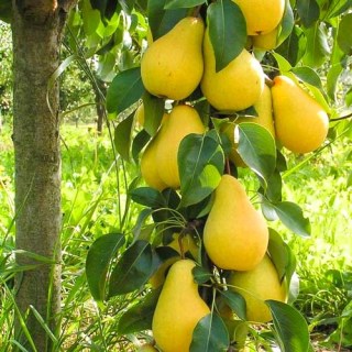 sazhentsy-kolonovidnaya-dekora2