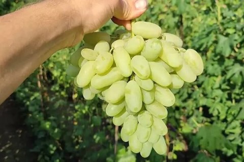 Виноград Алинка
