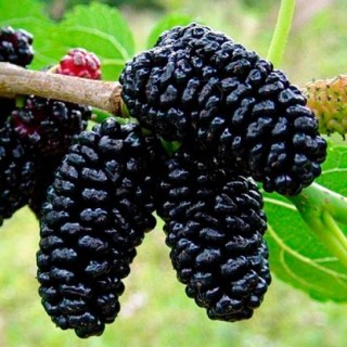 Шелковица Шелли