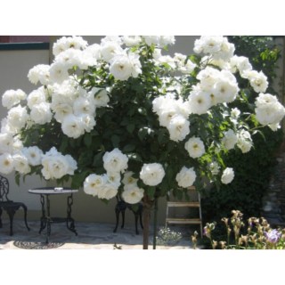 shtambovaya-roza-foto-66