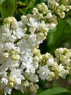 siren-princesse-clementine_02