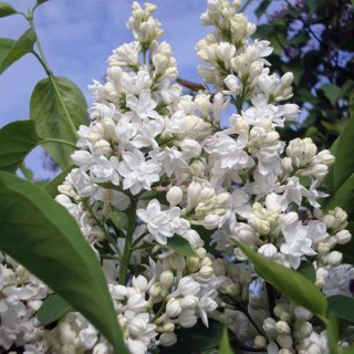 siren-princesse-clementine_03