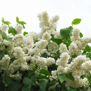 siren-princesse-clementine_04