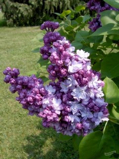 siren-taras-bulba-01