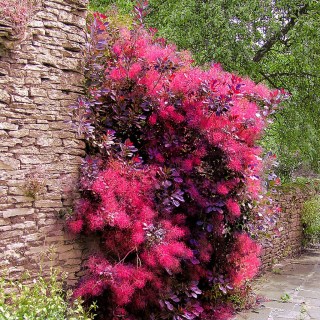 Скумпия кожевенная Роял Перпл (Royal Purple)