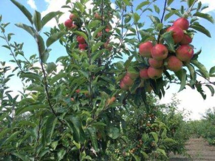 slava-pobeditelyam-sort_0