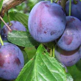 sliva-anna-shpet-242