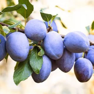 sliva-chachakskaya-rannya-01