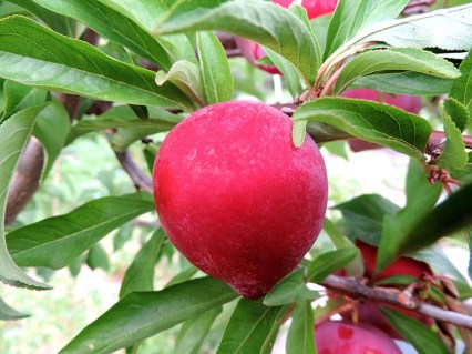 Слива диплоїдна Формоза (Formoza)