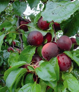 Черикос (Cherrykose) – гибрид черного абрикоса и алычи