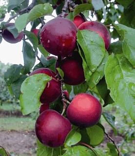 slyva-cherykos-cherrykose_02