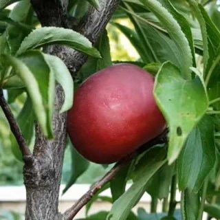 Гібрид Персик-Слива диплоїдна (Prunus persica × Prunus domestica)