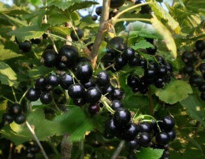 Смородина черная Селеченская 2 [2-летняя с открытой корневой системой]