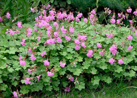 sorta-sadovoj-gerani-9