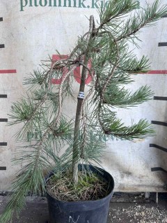 Реальне фото Сосна густоквіткова Пендула на штамбі