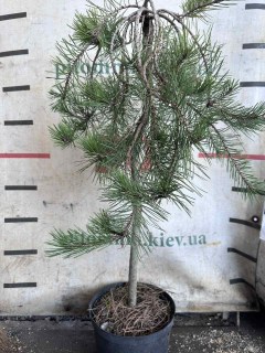 Реальне фото Сосна густоквіткова Пендула на штамбі