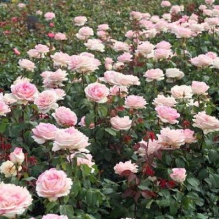 souvenir-baden-baden3-500x500