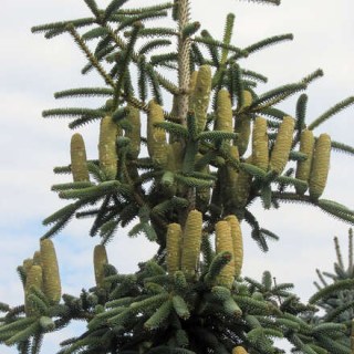 Ялиця іспанська Келлеріс (Abies pinsapo Kelleriis)