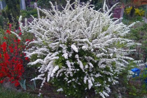 spiraea-cinerea-grefsheim