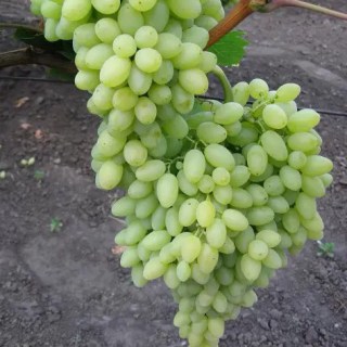 Виноград Столетие (кишмиш, без косточек)