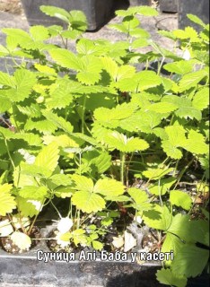 strawberries_ali_baba-2