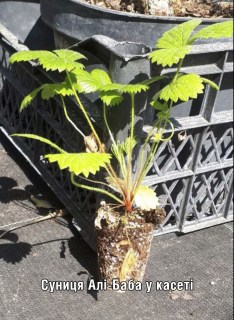 strawberries_ali_baba