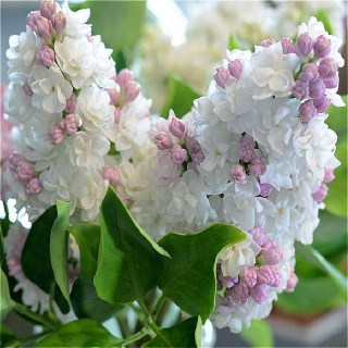 Сирень розово-белая Красавица [контейнер, 0.5л.]