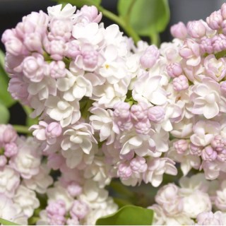 syren_krasavica_moskvy-02