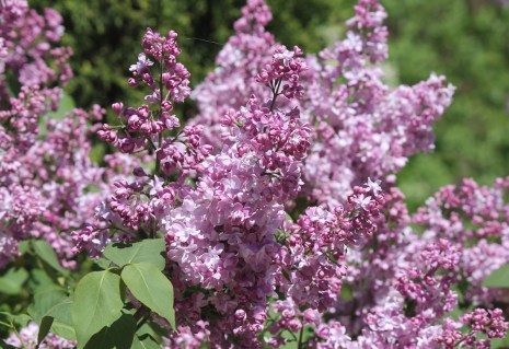 syringa_vulgaris_bogdan_khmelnitskii_3