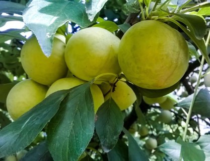 Слива Голден Плумза (Golden Plumza) [2-річна з відкритим коренем]