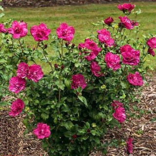 thumb.cba00f81ca71e823b58bca7e18bf4a38