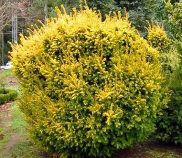 tis-yagidnij-elegantissima-02