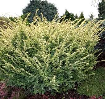 tis-yagidnij-elegantissima