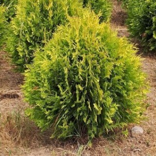 tua-zapadnaa-golden-glob