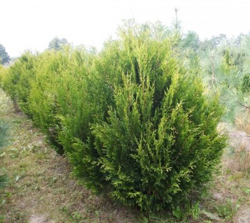 tuya-kornik-2