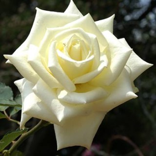 Роза Polarstern (Полар Стар)