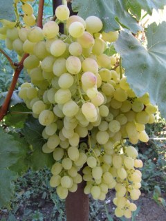 Виноград Соломия (кишмиш, без косточек)