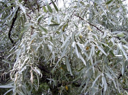 Лох сріблястий