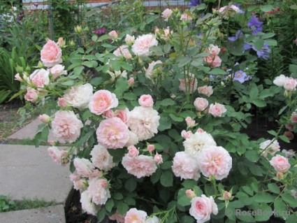 Роза канадская Морден Блаш (Morden Blush)