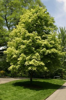 unnamed4487