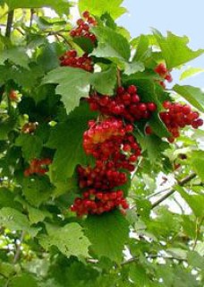 Калина Обыкновенная, красная